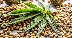 Comprehensive Guide to Marijuana Seeds Arizona Comprehensive Guide to Marijuana Seeds Arizona