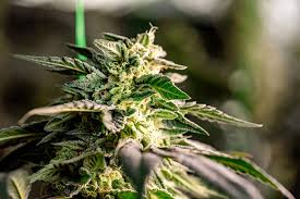 Comprehensive Guide to Marijuana Seeds Arizona Comprehensive Guide to Marijuana Seeds Arizona
